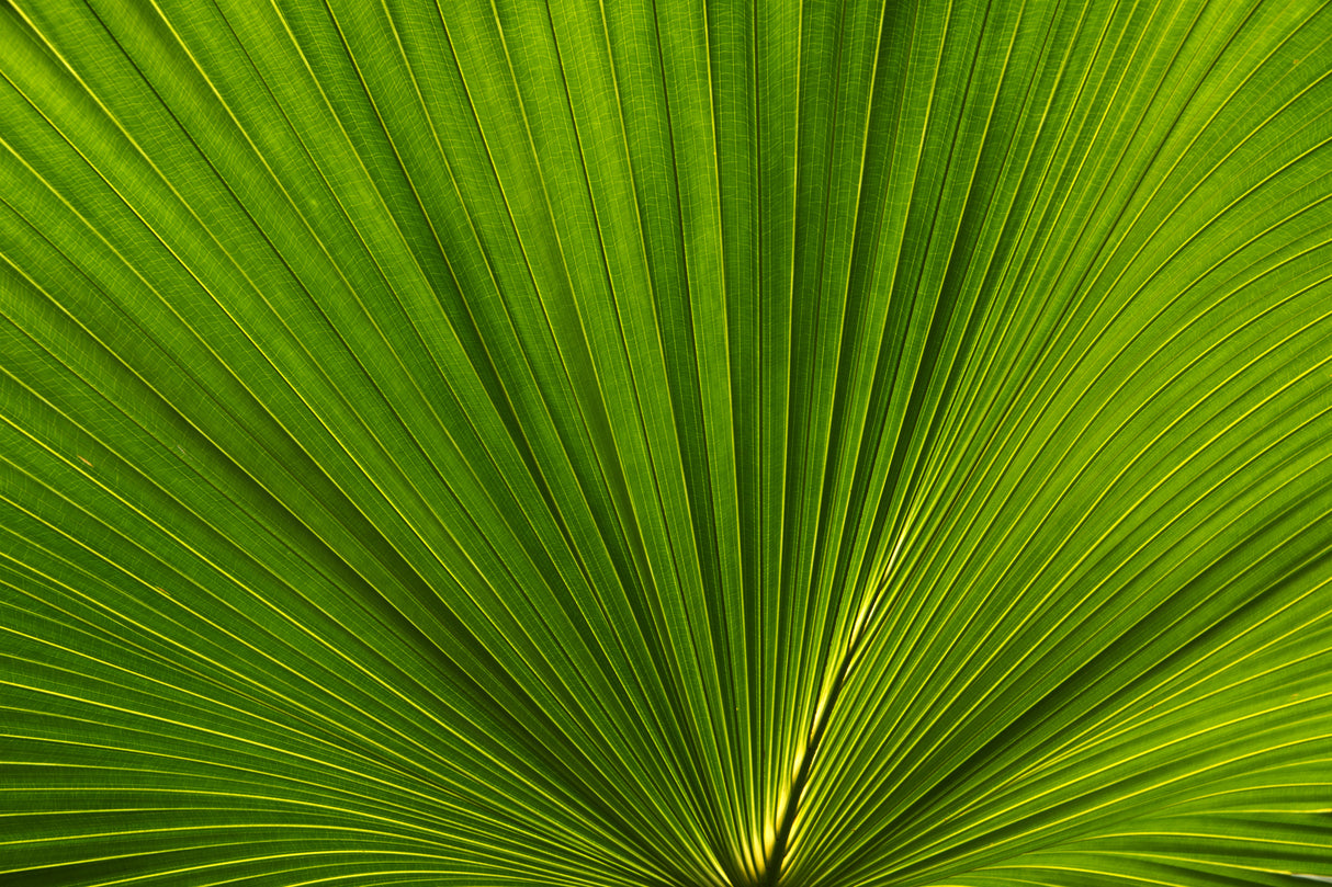 Fan Palm Leaves Photo 02 Poster och Canvastavla