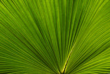 Fan Palm Leaves Photo 02 Poster och Canvastavla