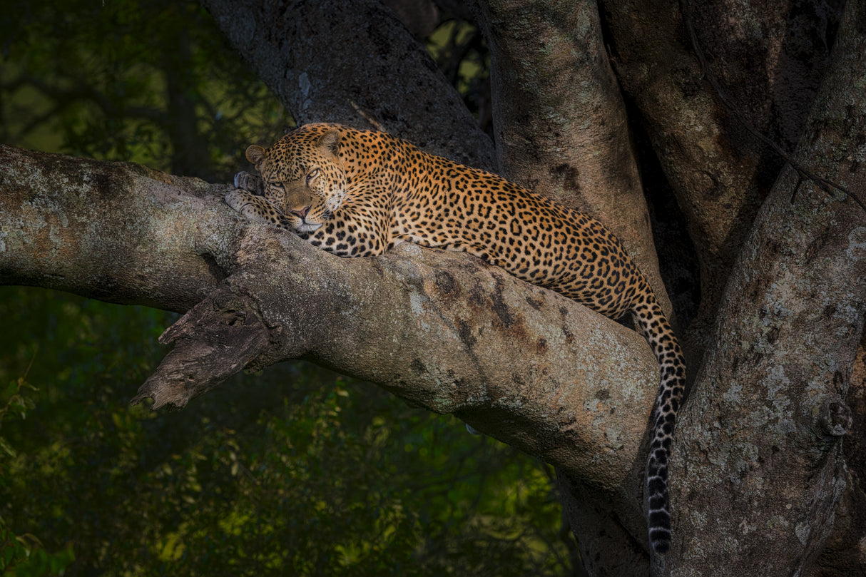 Leopard Poster och Canvastavla