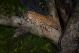 Leopard Poster och Canvastavla