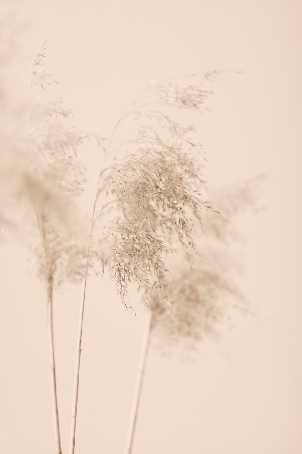 Reed Grass Beige 09 Poster och Canvastavla