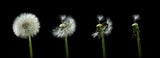 dandelion flower sequenz Poster och Canvastavla