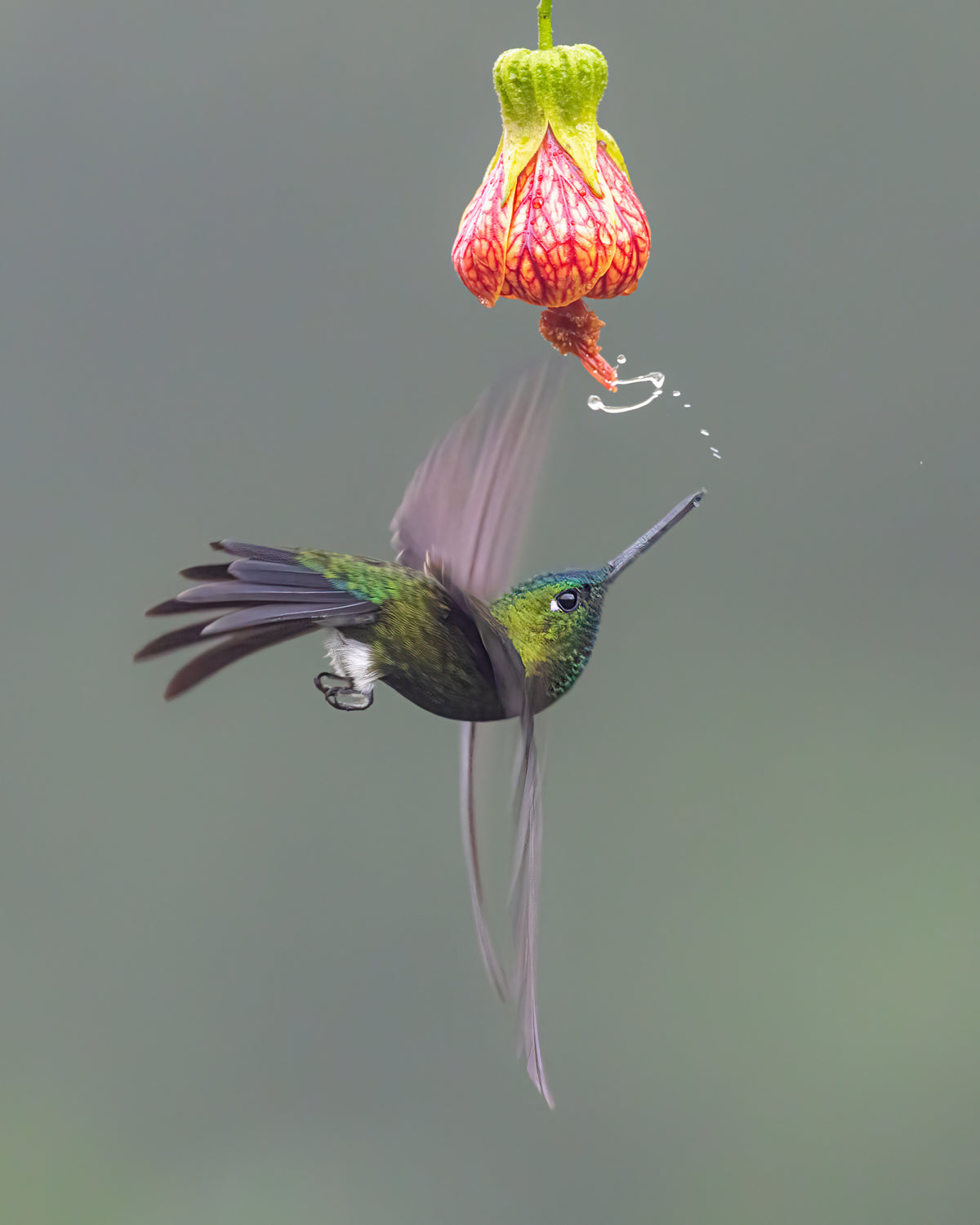 Playing hummingbird Poster och Canvastavla