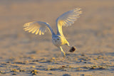 Snowy Owl Poster och Canvastavla