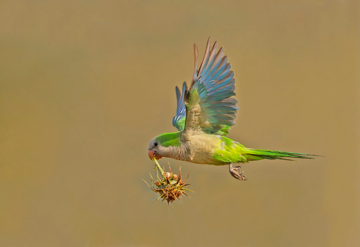 Monk Parakeet Poster och Canvastavla