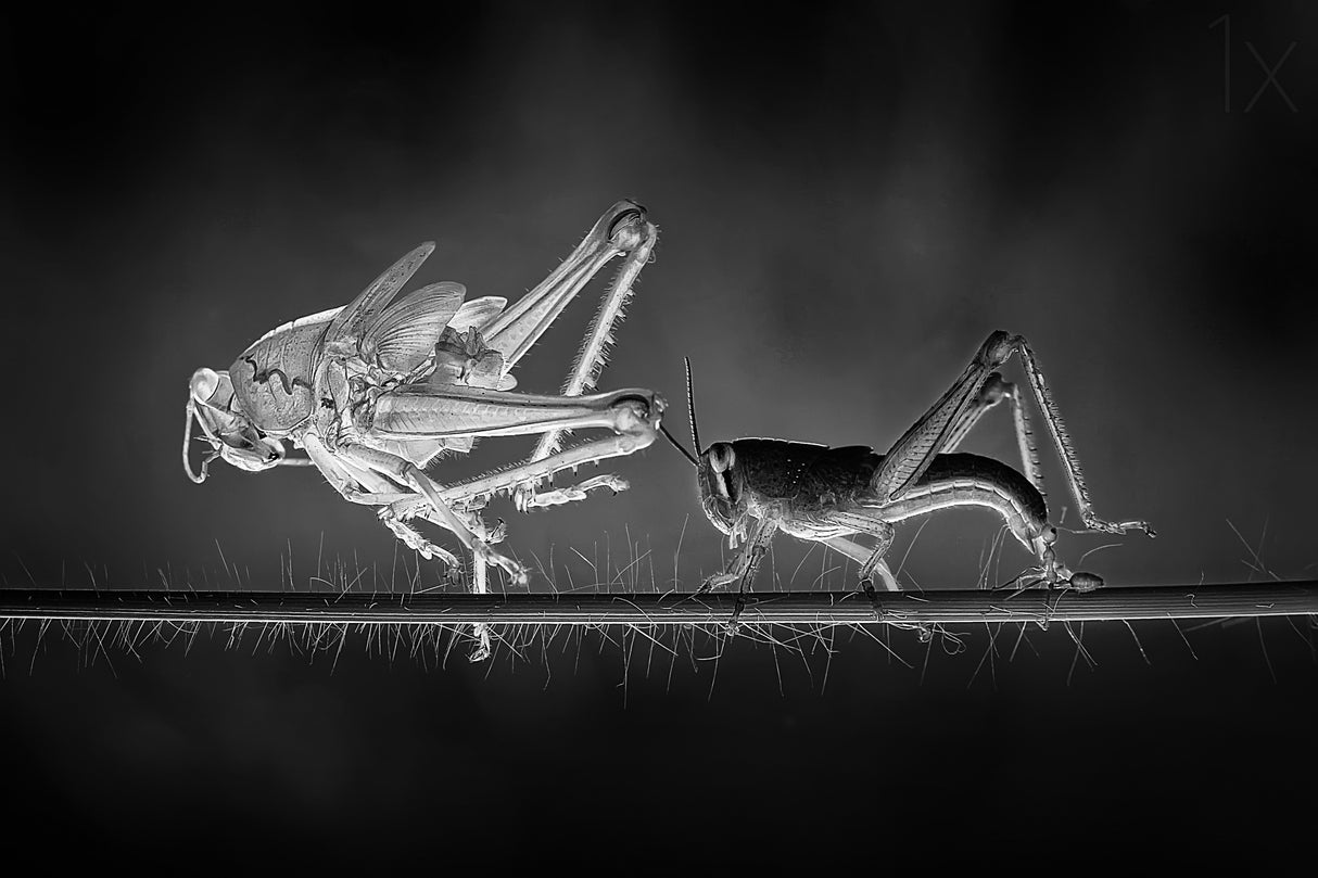 Molting Grasshopper Poster och Canvastavla