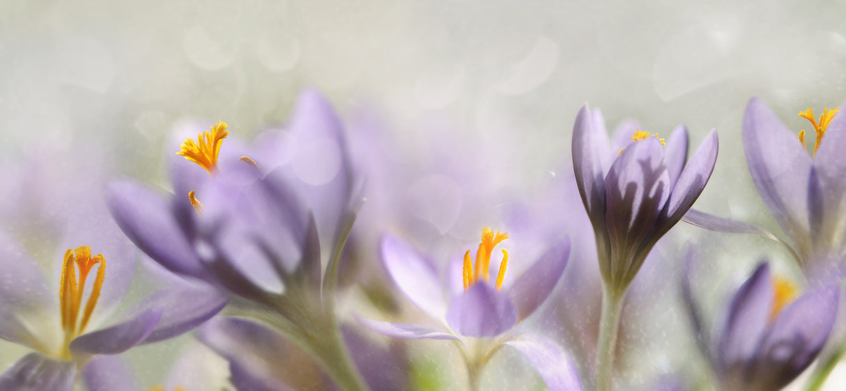 Spring flowers Poster och Canvastavla