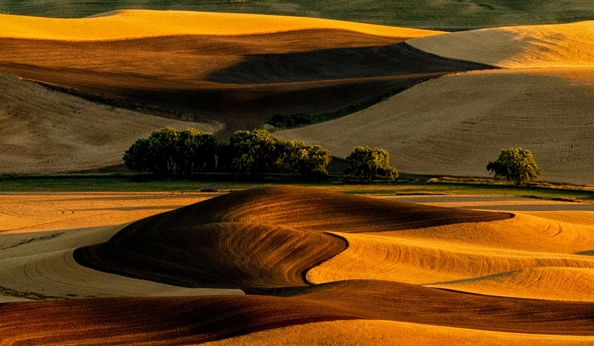 Palouse Field Poster och Canvastavla