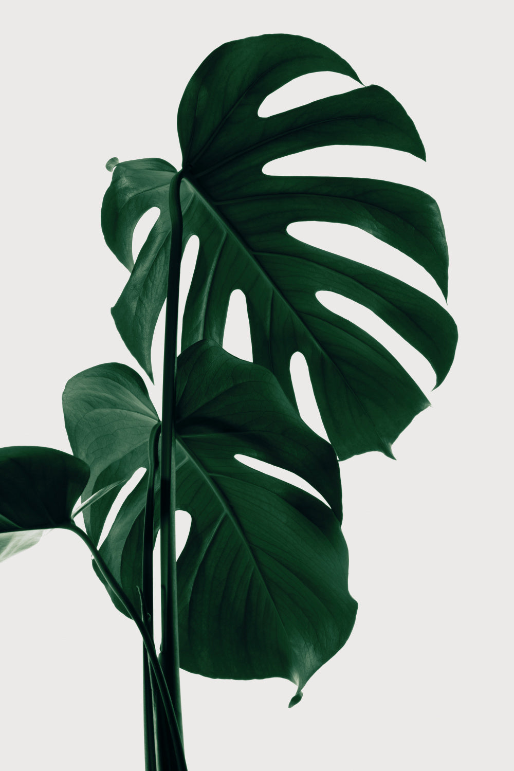 Monstera Natural 28 Poster och Canvastavla