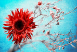 marigold Poster och Canvastavla