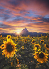 Sunflowers Poster och Canvastavla
