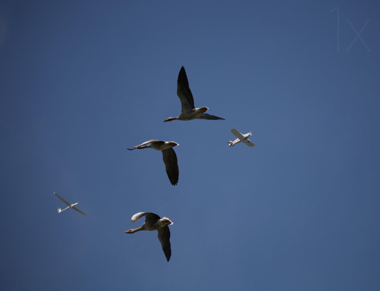 Migrating Poster och Canvastavla