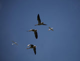 Migrating Poster och Canvastavla