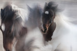 Runaway horse Poster och Canvastavla