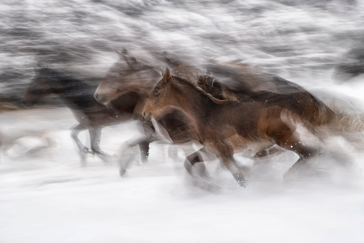 winter gallop Poster och Canvastavla
