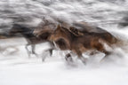 winter gallop Poster och Canvastavla