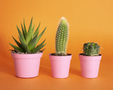 Cactus.2 Poster och Canvastavla