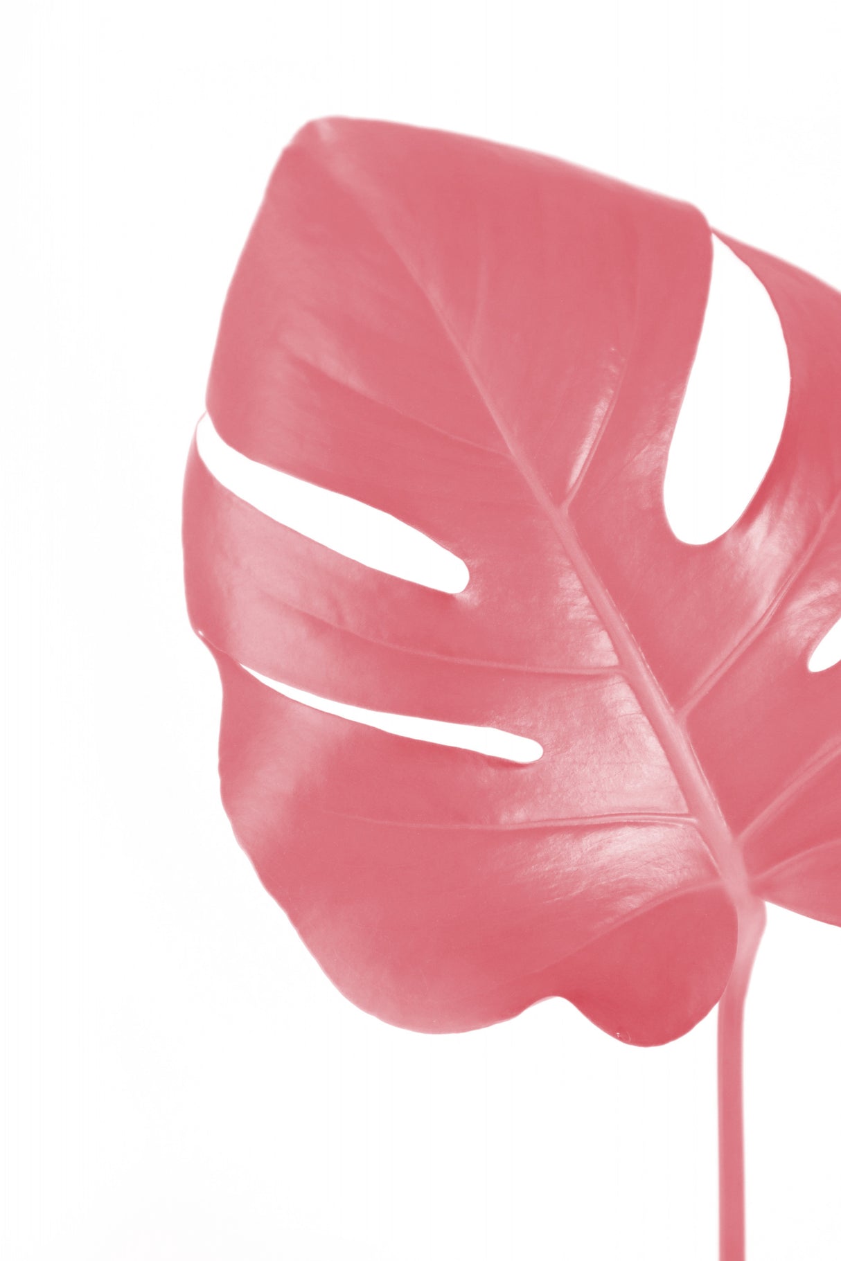 Pink monstera leaf Poster och Canvastavla