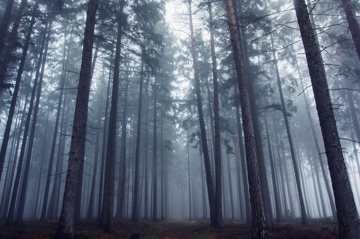 Mysterious foggy forest. Poster och Canvastavla