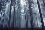 Mysterious foggy forest. Poster och Canvastavla