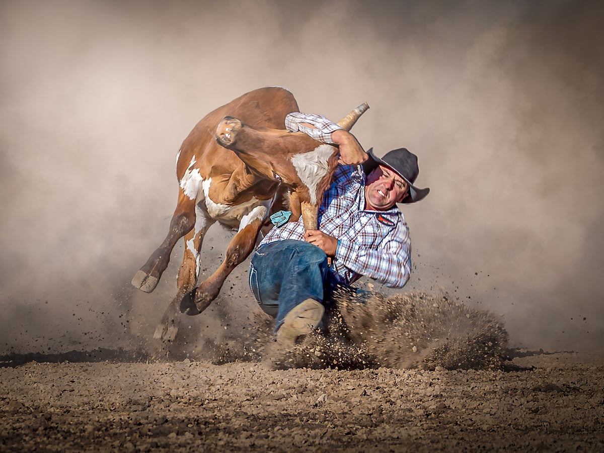 Steer Wrestling Poster och Canvastavla