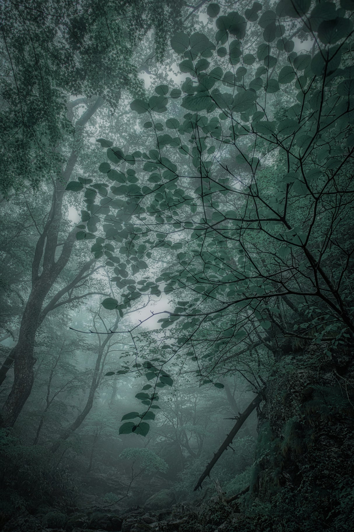 Fog　forest Poster och Canvastavla
