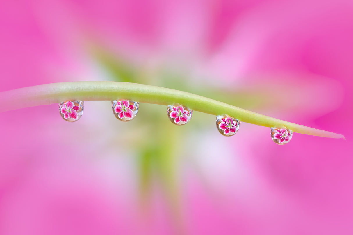 Flowers in Water Drops Poster och Canvastavla