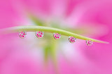 Flowers in Water Drops Poster och Canvastavla