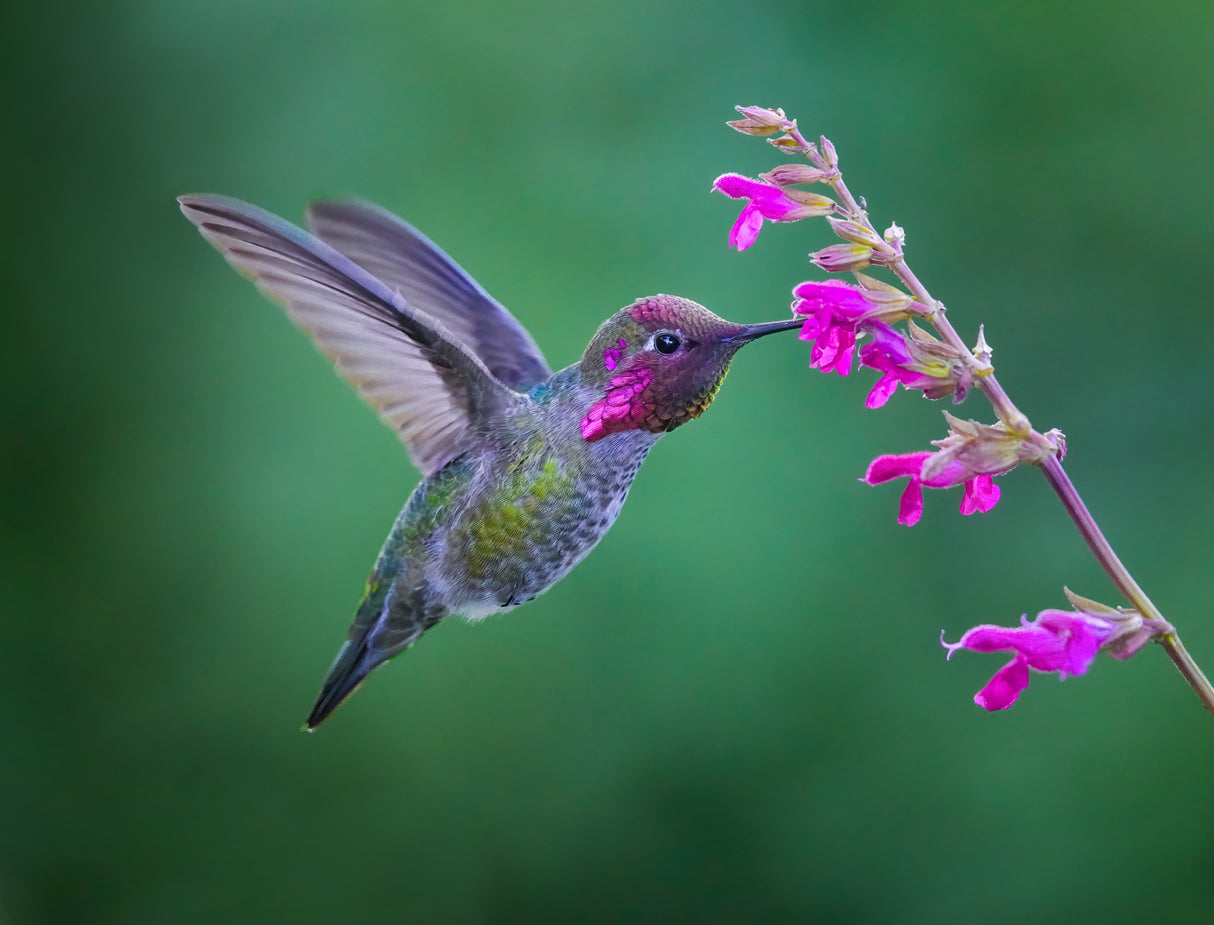 Vibrant Magenta Harmony Poster och Canvastavla