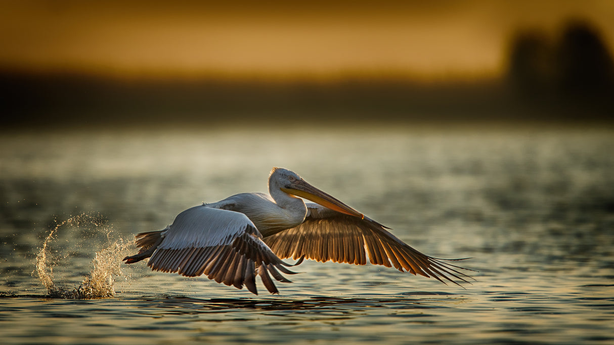 Pelican take off...2 Poster och Canvastavla