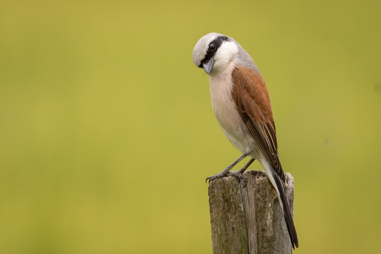 Red-backed Shrike Poster och Canvastavla