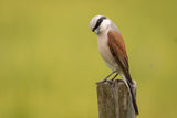 Red-backed Shrike Poster och Canvastavla