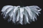 Flare flower Poster och Canvastavla