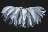 Flare flower Poster och Canvastavla