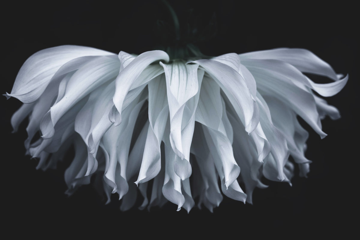 Flare flower Poster och Canvastavla