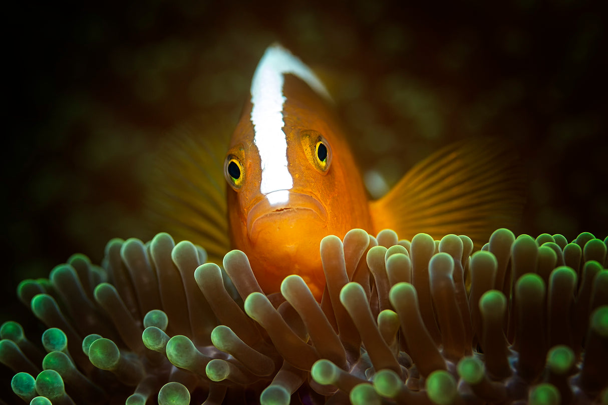 nemo Poster och Canvastavla
