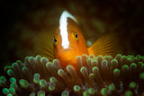 nemo Poster och Canvastavla