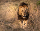 Here come the King Poster och Canvastavla