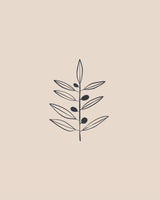 Olive Branche Poster och Canvastavla