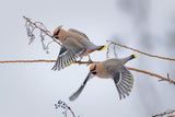 Bohemian waxwings Poster och Canvastavla