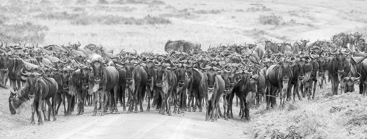 Wildebeests Poster och Canvastavla