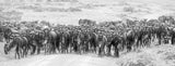 Wildebeests Poster och Canvastavla