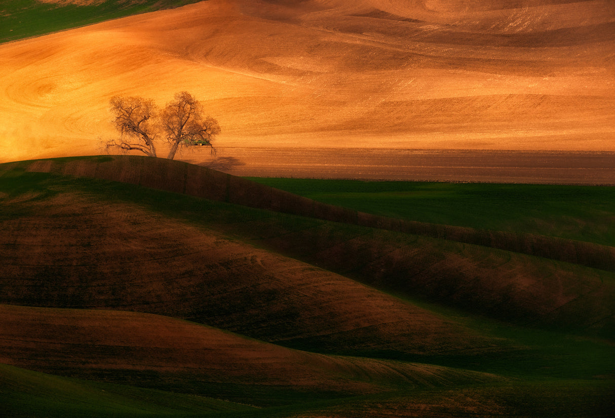 Sunset Tree on Field Poster och Canvastavla