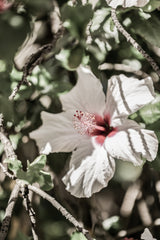 Pale Pink Hibiscus Poster och Canvastavla