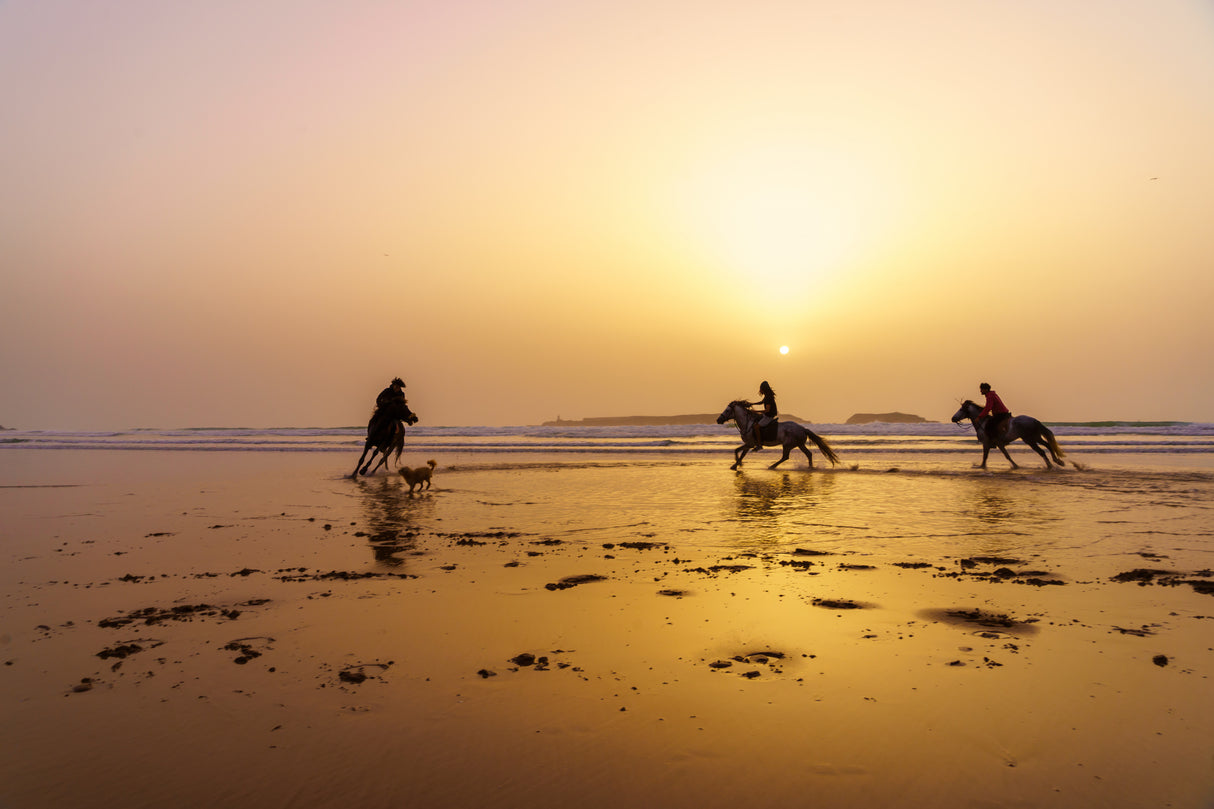 Sunset silhouette of horses and riders, beach of Essaouira Poster och Canvastavla