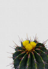 Flower Cactus Poster och Canvastavla