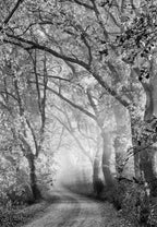 Tuscan Dream Alley Poster och Canvastavla