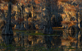 caddo lake Poster och Canvastavla
