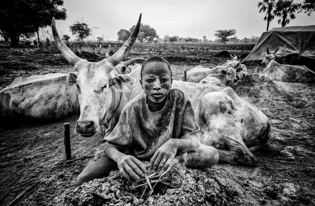 In a Mundari cattle camp. Poster och Canvastavla