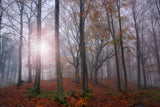 Just Forest. Poster och Canvastavla